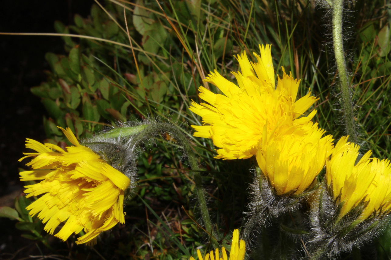 Hieracium ?? da determinare